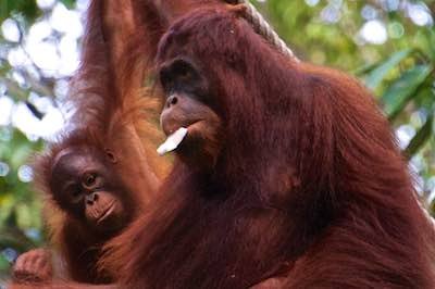 Borneo, Sepilok orangutans